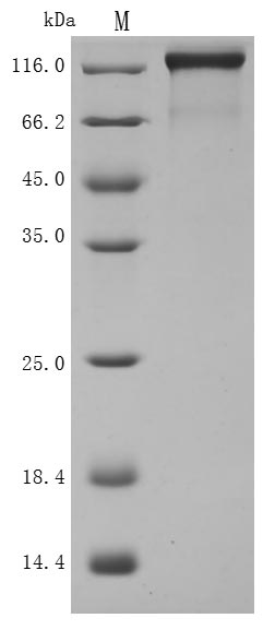 Greater than 95% as determined by SDS-PAGE.Recombinant Human Semaphorin-4D (SEMA4D) Protein (hFc), Active