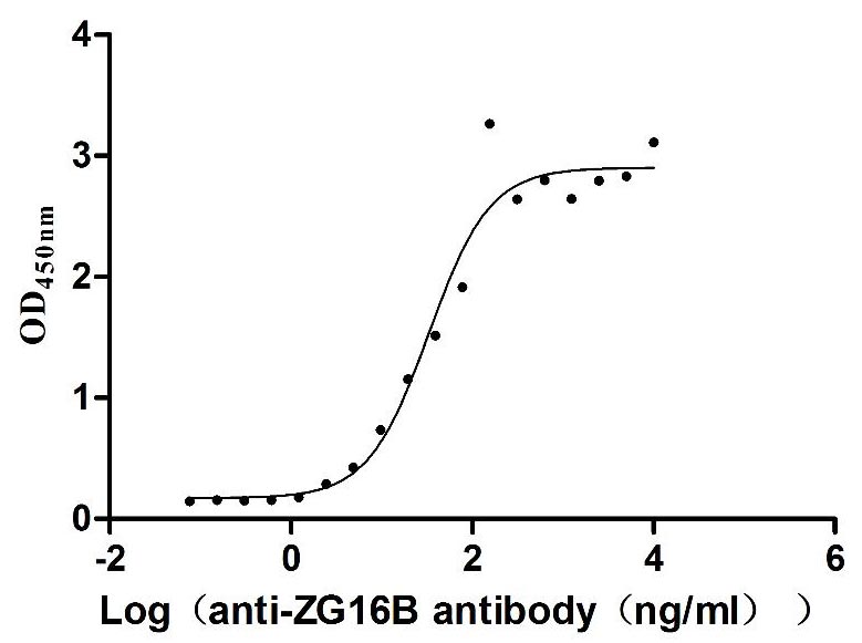 Activity Measured by its binding ability in a functional ELISA. Immobilized Human ZG16B at 2 μg/ml can bind Anti-ZG16B recombinant antibody , the EC 50 is 24.13-46.04 ng/mL. Biological Activity AssayRecombinant Human Zymogen Granule Protein 16 Homolog B (ZG16B) Protein (His), Active