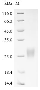 Greater than 90% as determined by SDS-PAGE.Recombinant Human Zymogen Granule Protein 16 Homolog B (ZG16B) Protein (His)