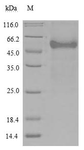 Greater than 90% as determined by SDS-PAGE.Recombinant Human Tumor Necrosis Factor Receptor Superfamily Member 14 (TNFRSF14) Protein (hFc), Active