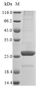 Greater than 85% as determined by SDS-PAGE.Recombinant Mouse Angiopoietin-Like Protein 8 (ANGPTL8) Protein (His)