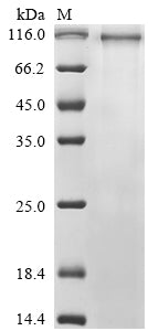 Greater than 85% as determined by SDS-PAGE.Recombinant Human Protocadherin-19 (S) Protein (hFc)