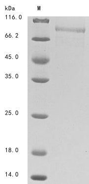 Greater than 85% as determined by SDS-PAGE.Recombinant Human T-Cell Immunoglobulin And Mucin Domain-Containing Protein 4 (TIMD4) Protein (hFc)