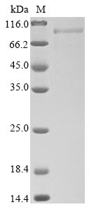 Greater than 85% as determined by SDS-PAGE.Recombinant Human T-Cell Immunoglobulin And Mucin Domain-Containing Protein 4 (TIMD4) Protein (His-hFc)