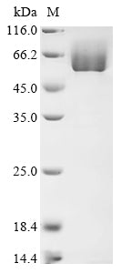 Greater than 85% as determined by SDS-PAGE.Recombinant Human Mapk-Interacting And Spindle-Stabilizing Protein-Like (MAPK1IP1L) Protein (hFc)