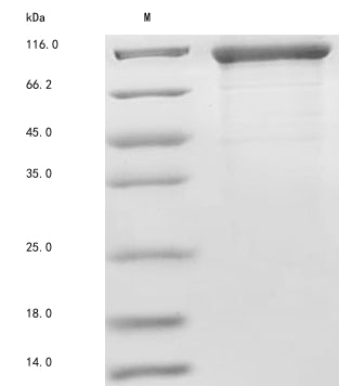 Greater than 85% as determined by SDS-PAGE.Recombinant Human Fc Receptor-Like Protein 5 (FCRL5) Protein (His)