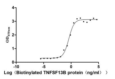 Activity Measured by its binding ability in a functional ELISA. Immobilized human TNFRSF13C at 2 μg/ml can bind Biotinylated human TNFSF13B , the EC 50 is 0.2699-0.5613 ng/ml. Biological Activity Assay