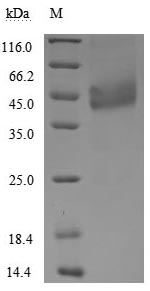 Greater than 95% as determined by SDS-PAGE.