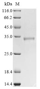 Greater than 85% as determined by SDS-PAGE.