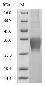Greater than 90% as determined by SDS-PAGE.Recombinant Human C-Type Lectin Domain Family 4 Member C (CLEC4C) Protein (His)