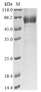 Greater than 85% as determined by SDS-PAGE.Recombinant Mouse Sclerostin (SOST) Protein (hFc)