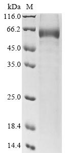 Greater than 85% as determined by SDS-PAGE.