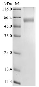 Greater than 90% as determined by SDS-PAGE.Recombinant Mouse Dehydrodolichyl Diphosphate Synthase Complex Subunit Nus1 (NUS1) Protein (hFc)