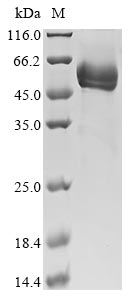 Greater than 90% as determined by SDS-PAGE.Recombinant Mouse Protein Fam3B (FAM3B) Protein (hFc)