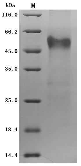 Greater than 95% as determined by SDS-PAGE.Recombinant Human Igf-Like Family Receptor 1 (IGFLR1) Protein (hFc), Active