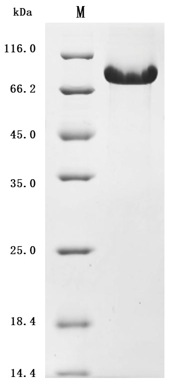 Greater than 90% as determined by SDS-PAGE.Recombinant Human Complement Component C1Q Receptor (CD93) Protein (His), Active