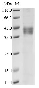 Greater than 85% as determined by SDS-PAGE.Recombinant Human Receptor For Retinol Uptake Stra6 (STRA6) Protein (hFc)