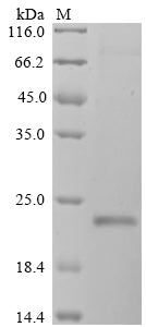 Greater than 90% as determined by SDS-PAGE.Recombinant Human Gastrokine-1 (GKN1) Protein (His)
