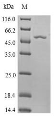Greater than 90% as determined by SDS-PAGE.
