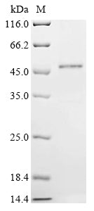 Greater than 85% as determined by SDS-PAGE.Recombinant Human Ribonuclease 7 (RNASE7) Protein (hFc)