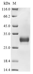 Greater than 90% as determined by SDS-PAGE.Recombinant Mouse Collagen Triple Helix Repeat-Containing Protein 1 (CTHRC1) Protein (His)