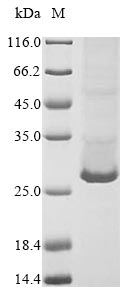 Greater than 85% as determined by SDS-PAGE.Recombinant Mouse Complement C1Q Tumor Necrosis Factor-Related Protein 3 (C1QTNF3) Protein (His)
