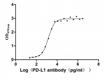 Activity Measured by its binding ability in a functional ELISA. Immobilized PD-L1 at 2 μg/ml can bind Anti- PD-L1 mouse monoclonal antibody, the EC 50 of human PD-L1 protein is 1.252-1.653 ng/mL. Biological Activity AssayRecombinant Human Programmed Cell Death 1 Ligand 1 (CD274) Protein (hFc), Active