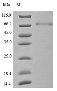 Greater than 95% as determined by SDS-PAGE.Recombinant Human Programmed Cell Death 1 Ligand 1 (CD274) Protein (hFc), Active