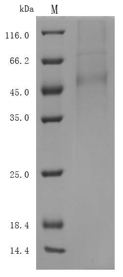 Greater than 85% as determined by SDS-PAGE.Recombinant Human Delta-Like Protein 3 (DLL3) Protein (His), Active