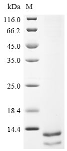 Greater than 85% as determined by SDS-PAGE.Recombinant Human Delta-Like Protein 3 (DLL3) Protein (His)