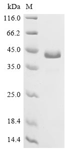 Greater than 95% as determined by SDS-PAGE.Recombinant Human Delta-Like Protein 3 (DLL3) Protein (mFc)