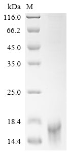 Greater than 90% as determined by SDS-PAGE.Recombinant Human Delta-Like Protein 3 (DLL3) Protein (His)