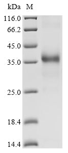 Greater than 90% as determined by SDS-PAGE.Recombinant Dendroaspis Angusticeps Dendrotoxin B (DTX-B) Protein (hFc)