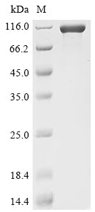 Greater than 90% as determined by SDS-PAGE.Recombinant Mouse Cadherin-17 (CDH17) Protein (His)