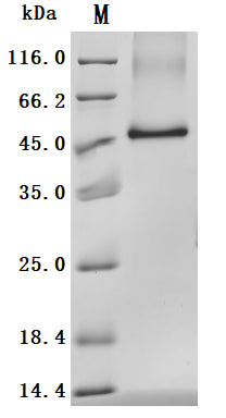 Greater than 95% as determined by SDS-PAGE.Recombinant Human Tomoregulin-2 (TMEFF2) Protein (His), Active