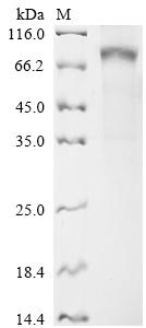 Greater than 90% as determined by SDS-PAGE.Recombinant Human Butyrophilin-Like Protein 2 (BTNL2) Protein (hFc)