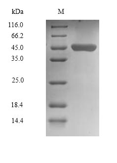 Greater than 90% as determined by SDS-PAGE.Recombinant Human Chitinase Domain-Containing Protein 1 (CHID1) Protein (His-Myc)