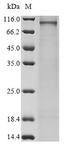 Greater than 90% as determined by SDS-PAGE.Recombinant Human Semaphorin-3G (SEMA3G) Protein (His&Myc)