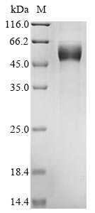 Greater than 85% as determined by SDS-PAGE.Recombinant Mouse Heme-Binding Protein 1 (HEBP1) Protein (hFc)