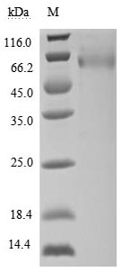 Greater than 90% as determined by SDS-PAGE.Recombinant Human Ul16-Binding Protein 1 (ULBP1) Protein (hFc-Myc), Active