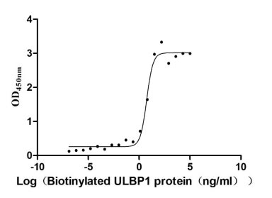 Activity Measured by its binding ability in a functional ELISA. Immobilized KLRK1 at 10 μg/ml can bind human Biotinylated ULBP1, the EC 50 is 4.254-7.295 ng/ml. Biological Activity AssayBiotinylated Recombinant Human Ul16-Binding Protein 1 (ULBP1) Protein (mFc-Avi), Active