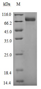 Greater than 95% as determined by SDS-PAGE.Biotinylated Recombinant Human Ul16-Binding Protein 1 (ULBP1) Protein (mFc-Avi), Active