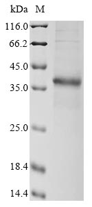 Greater than 85% as determined by SDS-PAGE.