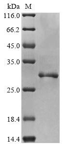 Greater than 85% as determined by SDS-PAGE.