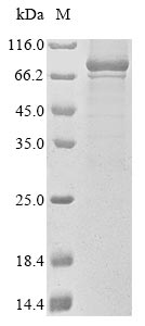 Greater than 85% as determined by SDS-PAGE.Recombinant Human Alpha-1,3-Mannosyl-Glycoprotein 4-Beta-N-Acetylglucosaminyltransferase A (MGAT4A) Protein (His&Myc)