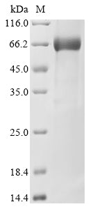 Greater than 85% as determined by SDS-PAGE.