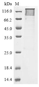 Greater than 85% as determined by SDS-PAGE.Recombinant Human Protein-Arginine Deiminase Type-2 (PADI2) Protein (His&Myc)