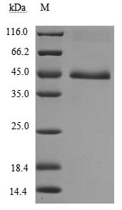 Greater than 90% as determined by SDS-PAGE.