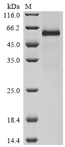 Greater than 90% as determined by SDS-PAGE.Recombinant Human Tumor Necrosis Factor Receptor Superfamily Member 11A (TNFRSF11A) Protein (hFc-Flag)