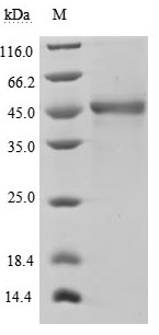 Greater than 90% as determined by SDS-PAGE.